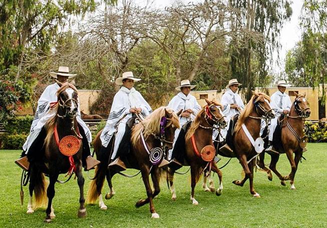 caballos dé paso Piura Perú